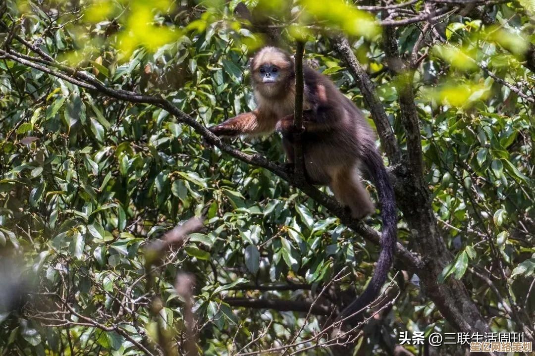 2025年花园Boss挑战指南:疯狂动物园新版本捕捉全方案详解 2025年花园Boss挑战指南:疯狂动物园新版本捕捉全方案详解