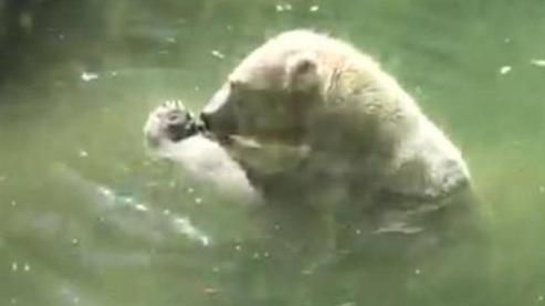 2025年花园Boss挑战指南:疯狂动物园新版本捕捉全方案详解 2025年花园Boss挑战指南:疯狂动物园新版本捕捉全方案详解