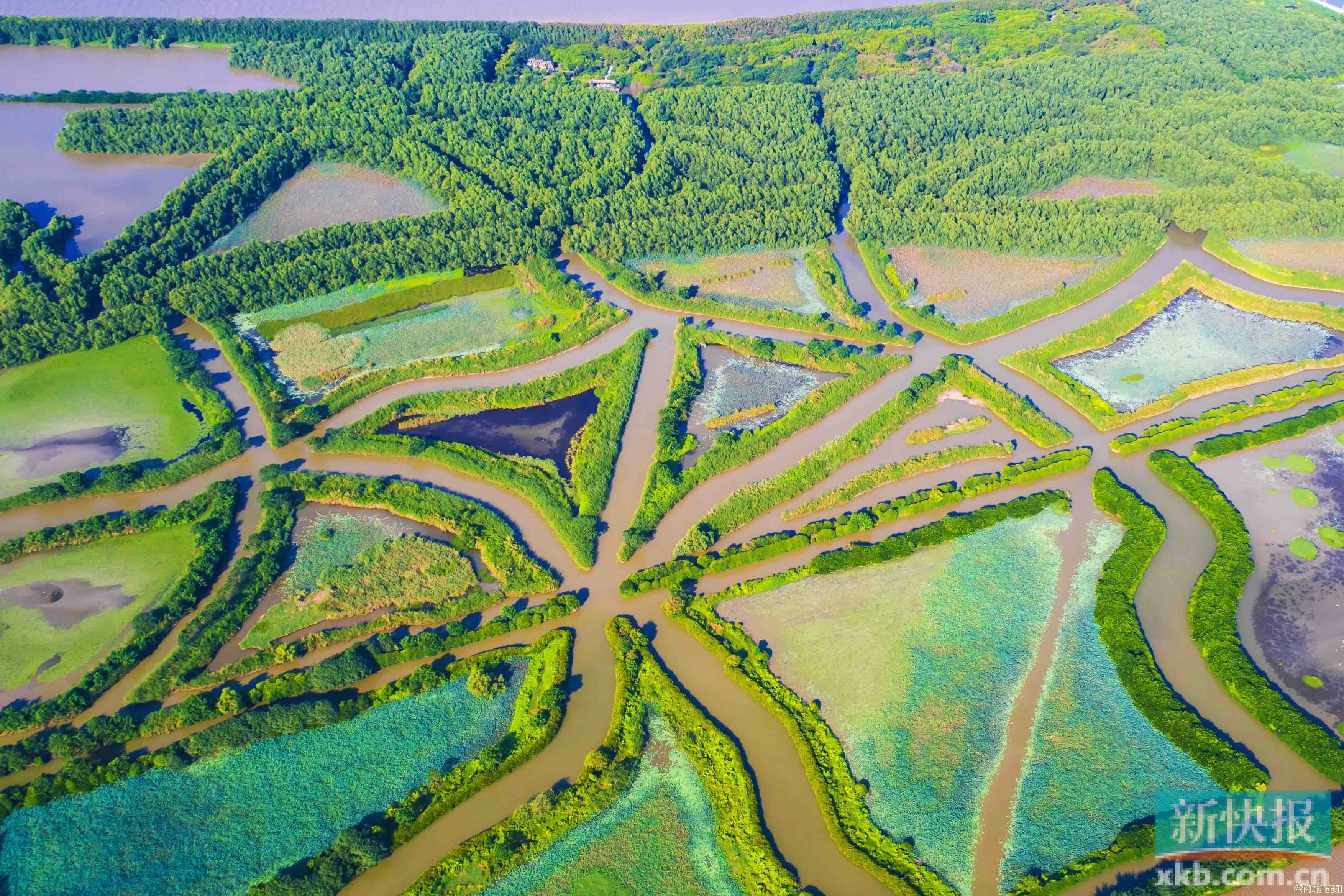 2025年绿色探索：我国首个红树林自然保护区建立地全景揭秘