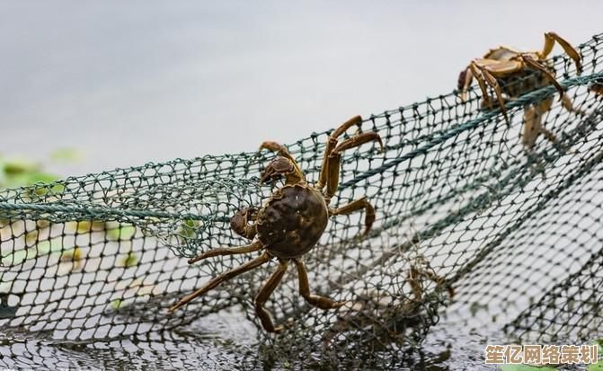 小鱼教您彻底解决本地连接无限制或无连接问题