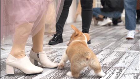 Win11之家：沉浸式解析Windows 11的创新功能与性能飞跃