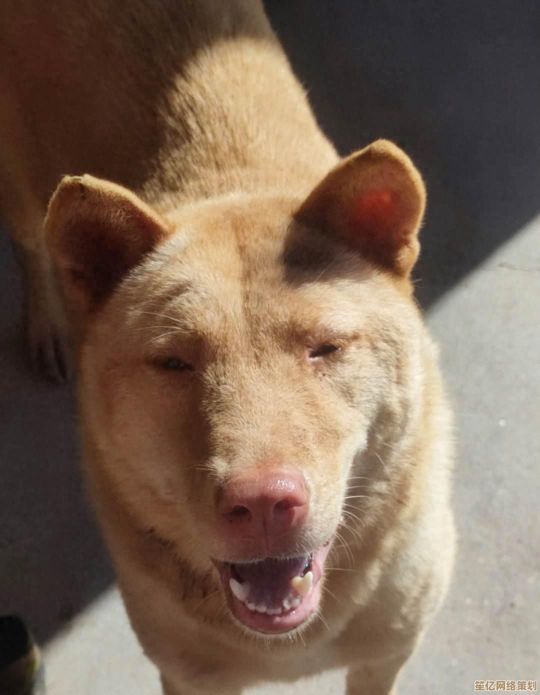 《与QQ宠物共度欢乐时光,培育你的贴心小伙伴! 《与QQ宠物共度欢乐时光,培育你的贴心小伙伴!