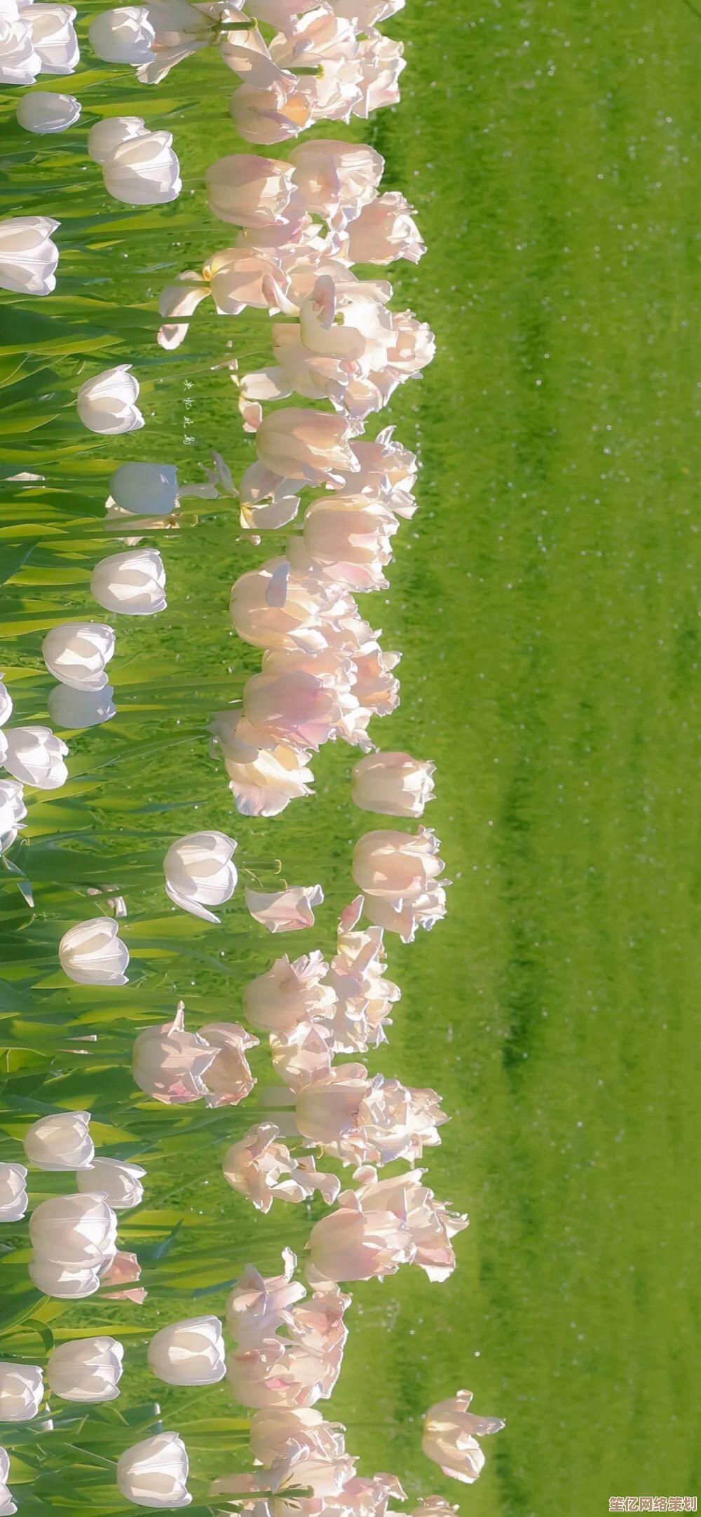 掌握手机控制电脑的实用技巧，小鱼详细步骤教学
