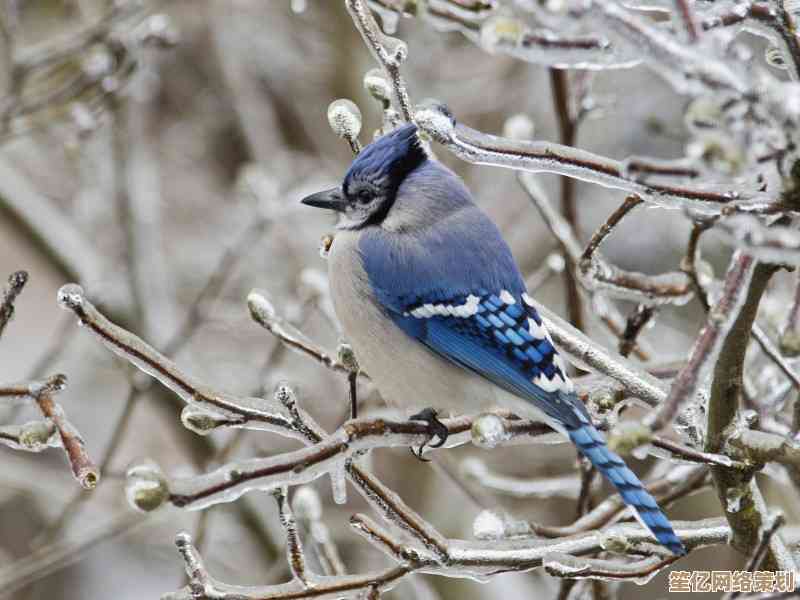小鸟壁纸挑选全攻略:专业技巧与实用方法助您轻松选 小鸟壁纸挑选全攻略:专业技巧与实用方法助您轻松选