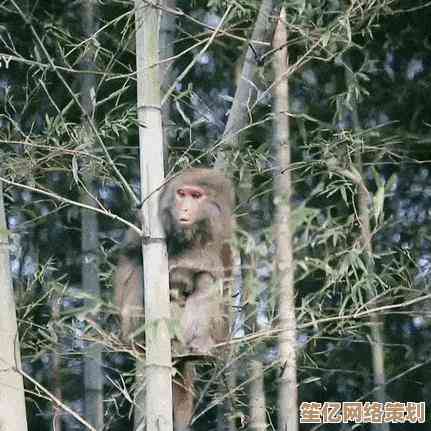 [wifi共享精灵]跨设备共享网络如此简单，移动办公娱乐尽在掌握