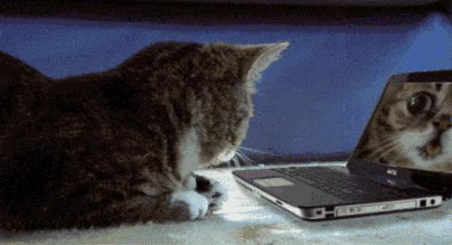 怪物猎人里的猎喵到底能不能比得上人我觉得有点悬