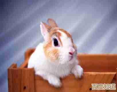 以闪亮之名开箱斑格小兔套装，细节有惊喜也有槽点，随便说几句.