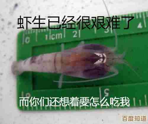 白色盲虾都挤在海底热泉边?它们真的不会被高温烫到吗 白色盲虾都挤在海底热泉边?它们真的不会被高温烫到吗