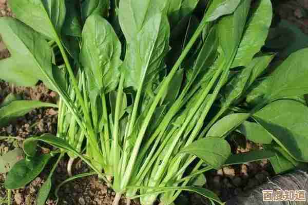 快来领取《植物大战僵尸2》专属免费激活码,惊喜福利别错过!