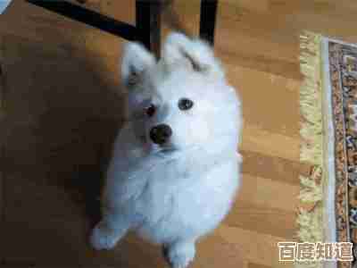 无限暖暖背带毛团怎么搞到啊,碎碎念的途径和小技巧 无限暖暖背带毛团怎么搞到啊,碎碎念的途径和小技巧