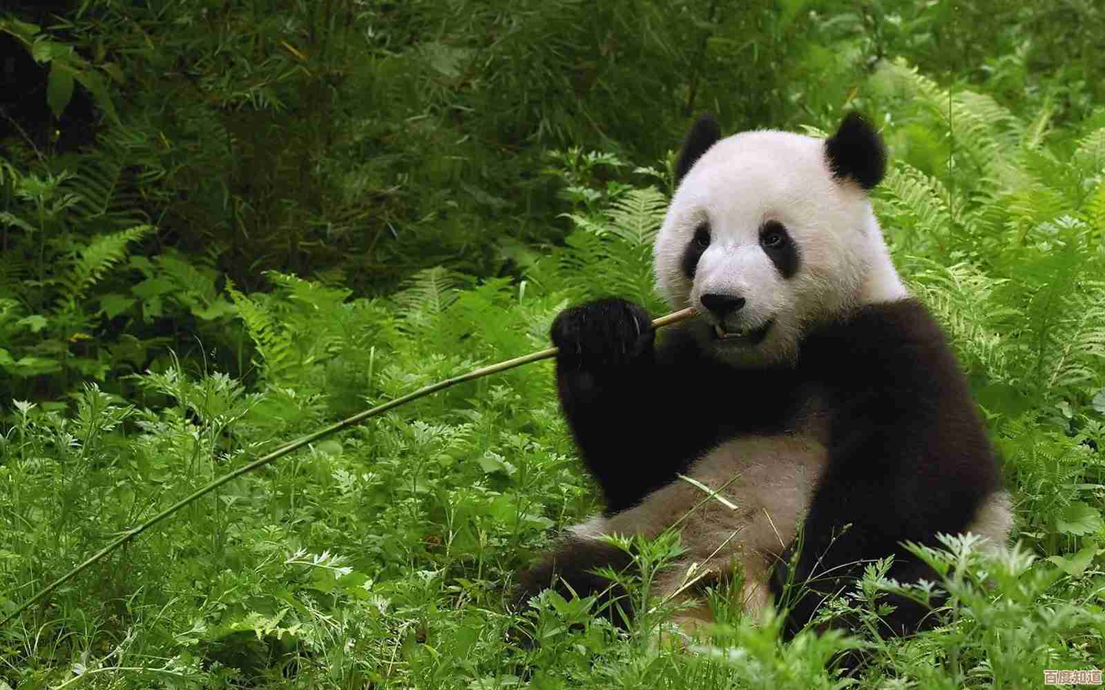 当先进科技遇见软萌魅力:熊猫手机带来的全新体验