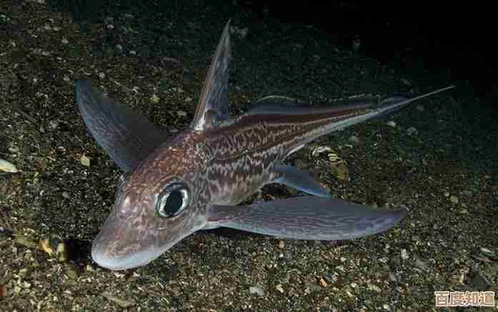 潜入深海世界，畅玩捕鱼游戏下载，体验刺激海底冒险之旅！