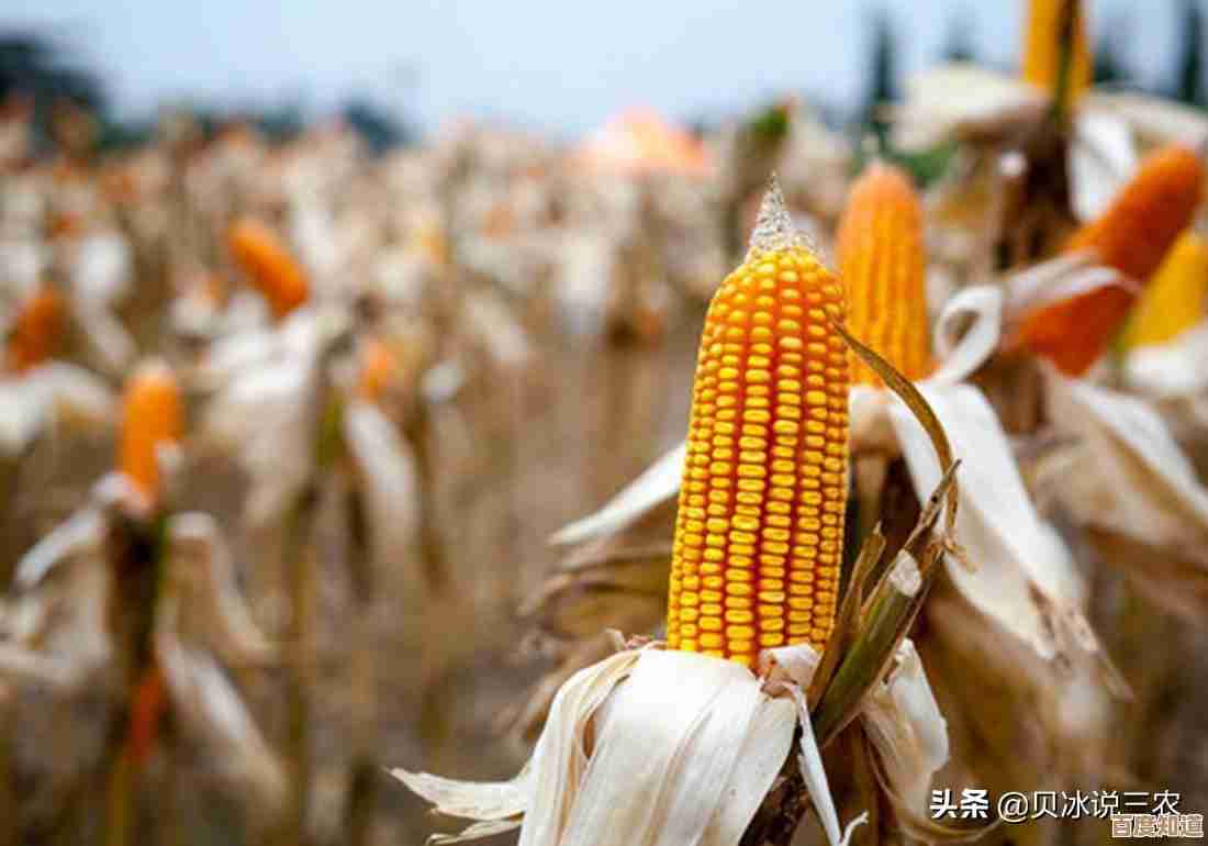 植物大战僵尸杂交版挑战模式第59关,卡住了就看这份通关小技巧吧…