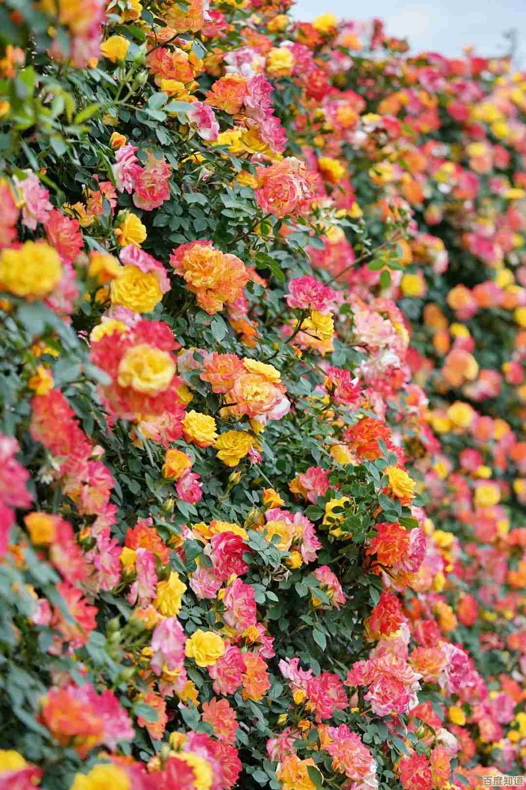 dnf元素PK用哪个称号比较香？别告诉我随便选，想稳就这样