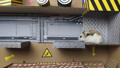 记得那几年前一只仓鼠闯关的游戏吗，好像有好几款经典宠物游戏下载在这儿.