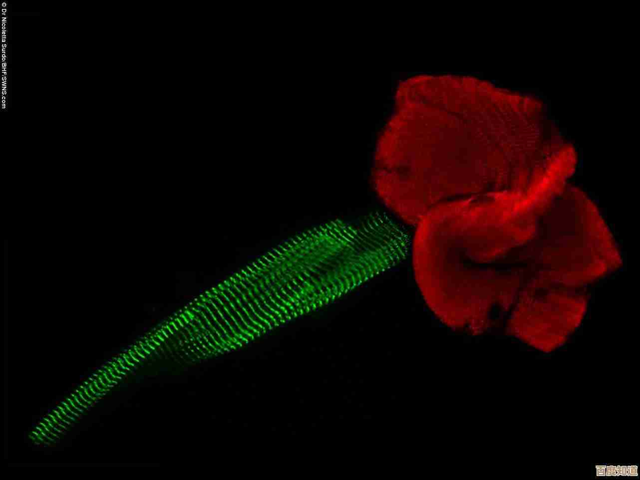 驱动蛋白研究新视角：深入解析细胞生命活动的动力之源