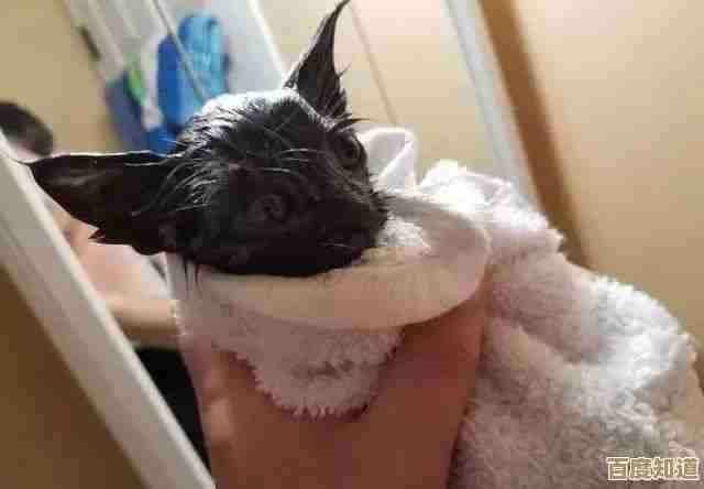 有趣的小猫抓鱼游戏大集合，免费好玩的抓鱼小游戏随便挑