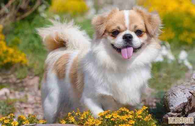 艾尔登法环里那只猎犬长牙到底藏哪，找来找去有点懵