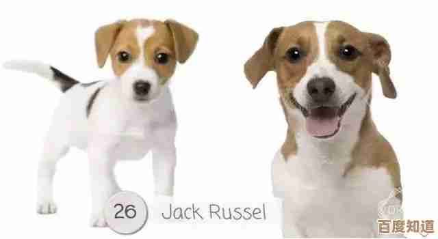 艾尔登法环里那只猎犬长牙到底藏哪,找来找去有点懵 艾尔登法环里那只猎犬长牙到底藏哪,找来找去有点懵