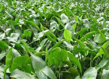 植物大战僵尸抽卡版手机版怎么下载，地址和安装小技巧在这