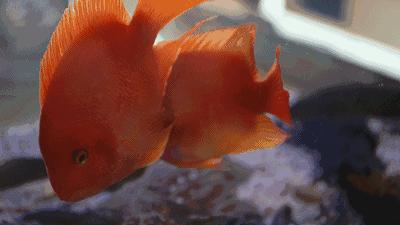 Windows 11动态壁纸设置与搜索方法详细教程 Windows 11动态壁纸设置与搜索方法详细教程