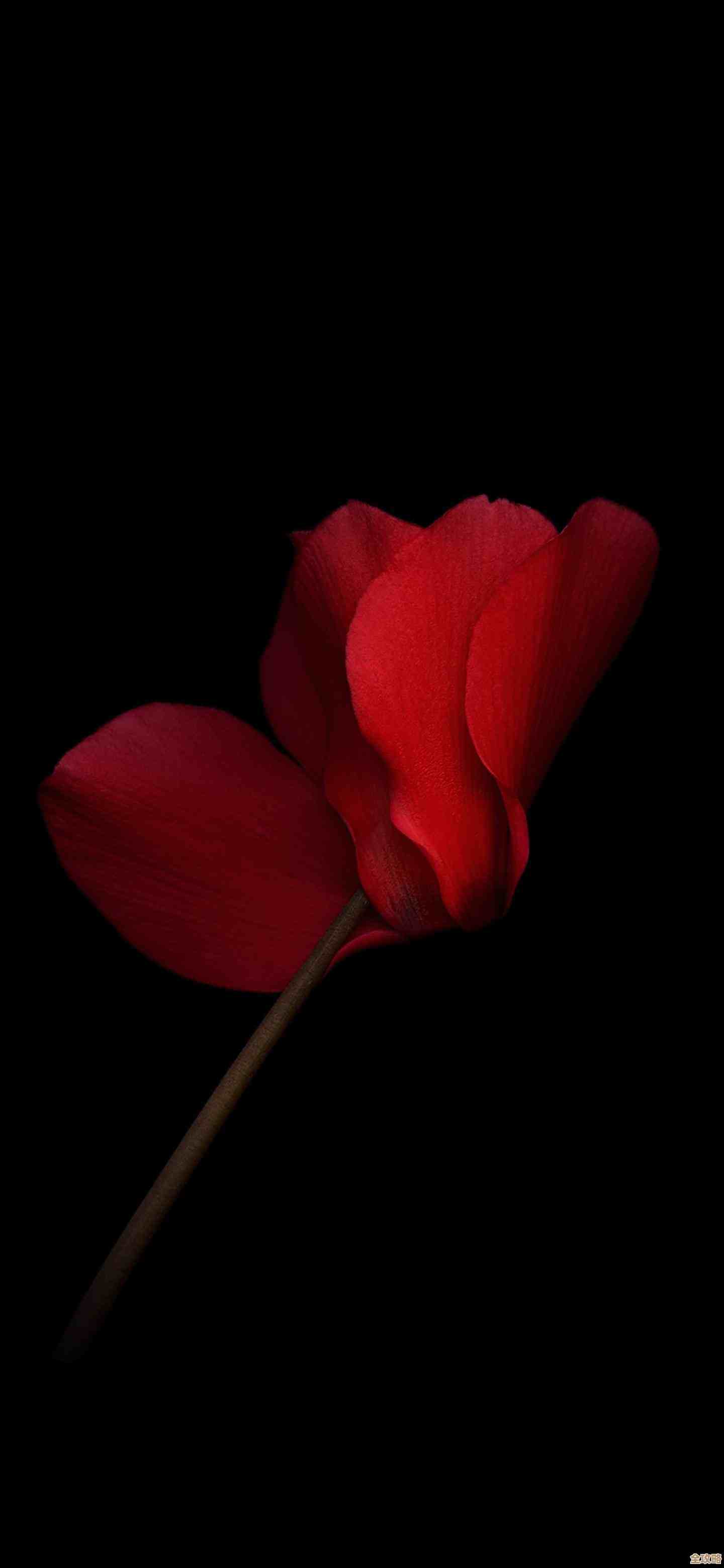 个性化手机壁纸设置指南：一步步教你更换心仪背景