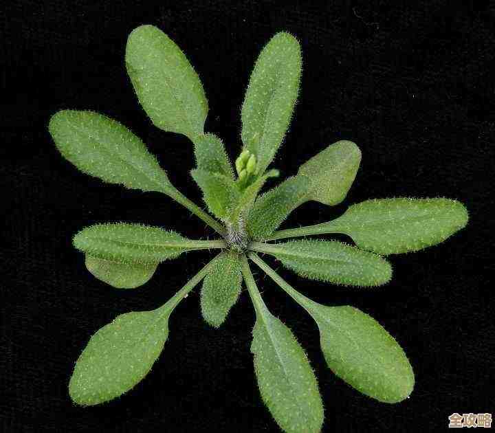 geo数据库怎么弄？其实也没那么复杂，跟着步骤慢慢来就好啦