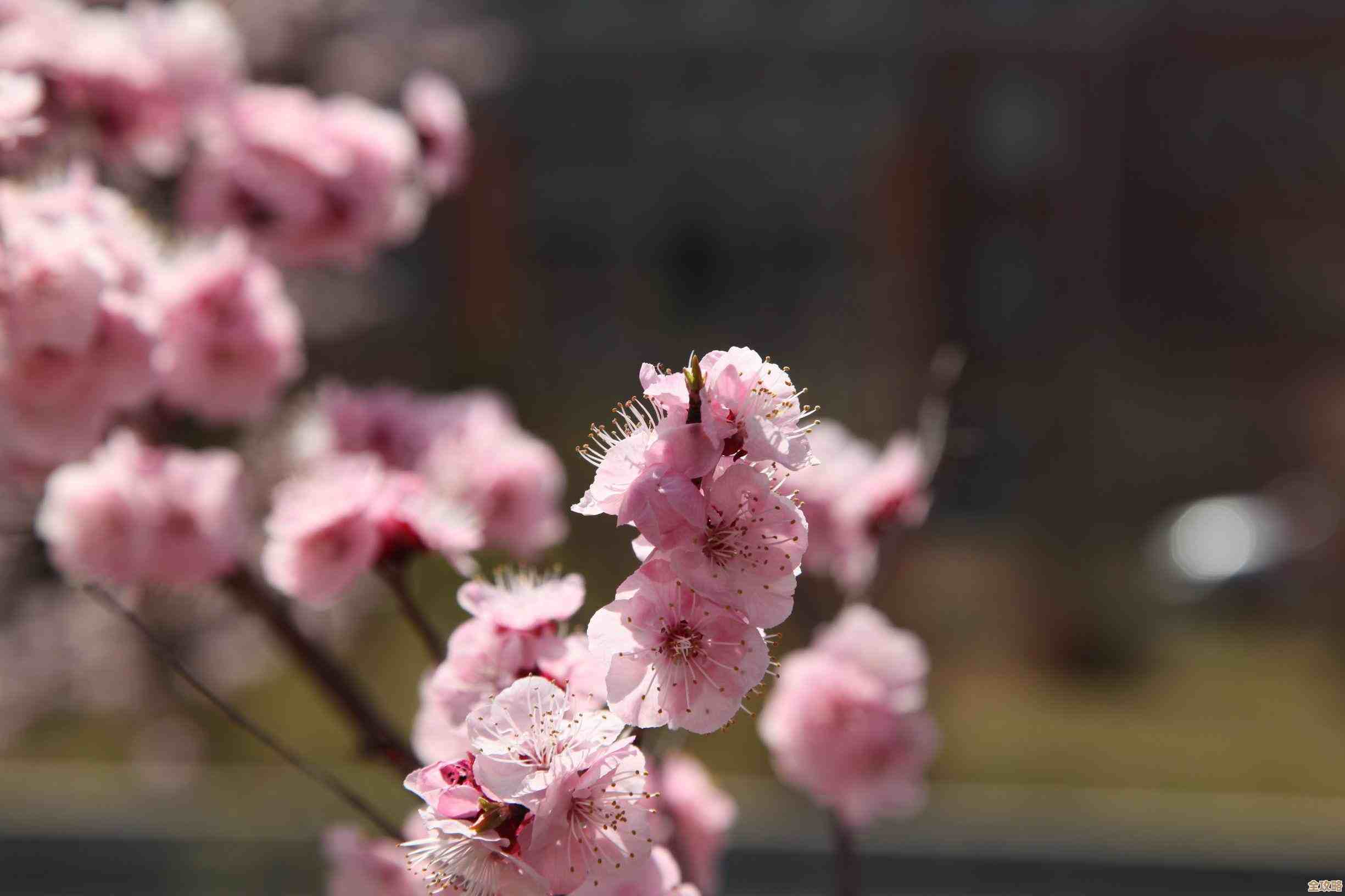 江湖悠悠无影鞋怎么拿？获取路线、培养顺序和实战效果说说