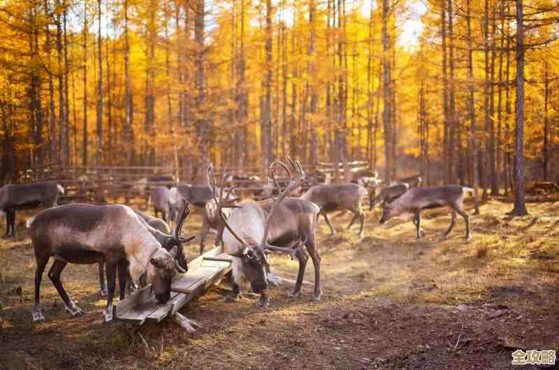 说说燕云十六声里鹿食林位置和那些容易错过的点 说说燕云十六声里鹿食林位置和那些容易错过的点