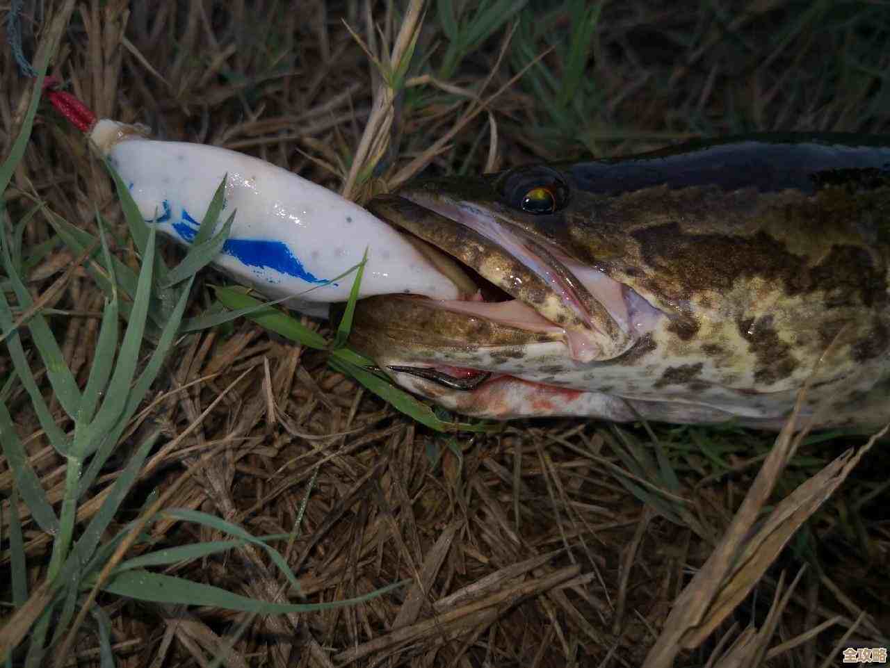 心动小镇欧洲水蛙垂钓方法零碎说法，教你几步上手