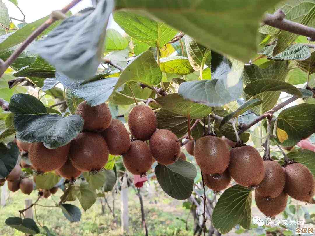 植物大战僵尸杂交版第56关挑战…我当时这样勉强过的攻略