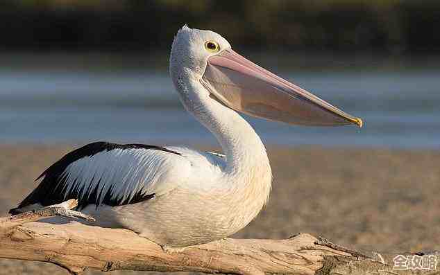 最终幻想14:水晶世界喜鹊儿宠物获得方法,照着这路子去试试 最终幻想14:水晶世界喜鹊儿宠物获得方法,照着这路子去试试