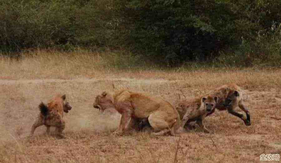 暗区突围镀金大狮子怎么拿?金狮雕像刷点和掉落几率说不全但给你方向 暗区突围镀金大狮子怎么拿?金狮雕像刷点和掉落几率说不全但给你方向