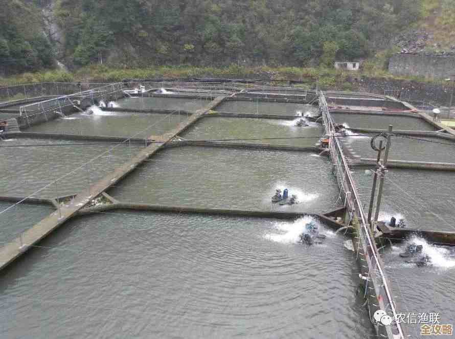 高效解决小鱼养殖难题：实用指南与优化方案