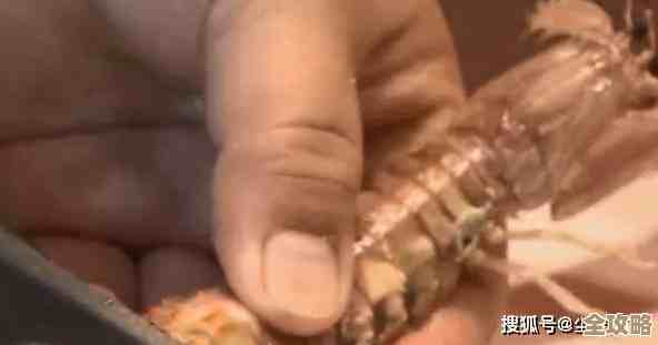 剥皮皮虾的详细步骤与技巧分享