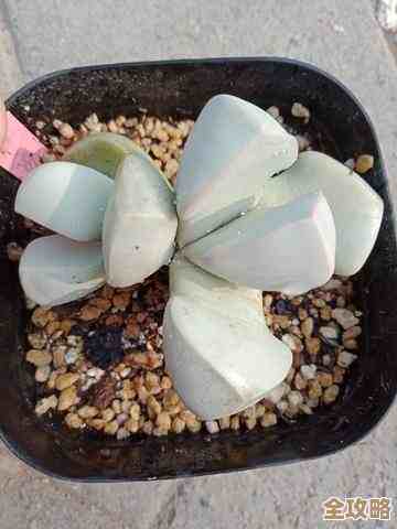 魔玉哪个属性好打啊我打了半天还没摸清