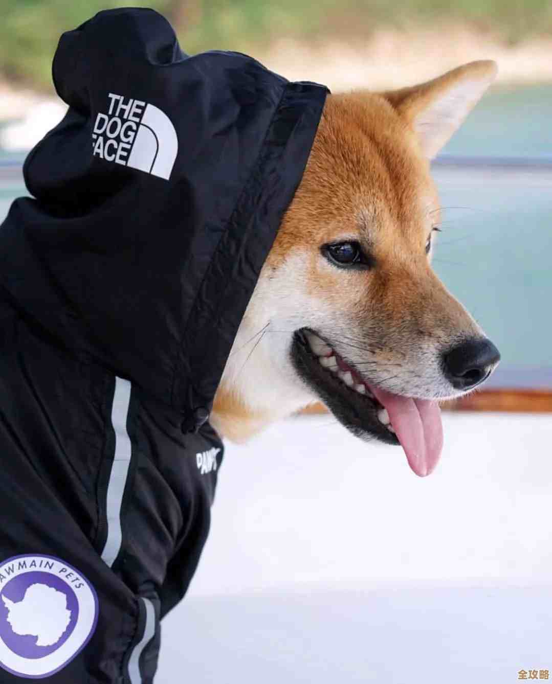 狗潮活下去怎么玩才不会被坑，简单生存准则