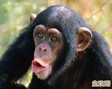 气球塔防6黑暗之径超猩猩攻略8—别太认真，这波拆法和经济弄法试试看