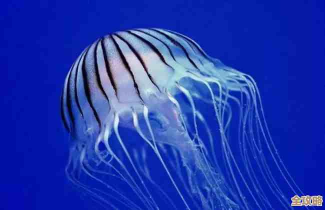 蛋仔派对咖啡水母捕捉刷新点在哪儿…先说个常见位置吧 蛋仔派对咖啡水母捕捉刷新点在哪儿…先说个常见位置吧