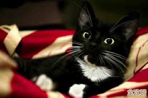 黑猫奇闻社街角偶遇攻略里,男主偶遇套路怎么触发说不清 黑猫奇闻社街角偶遇攻略里,男主偶遇套路怎么触发说不清