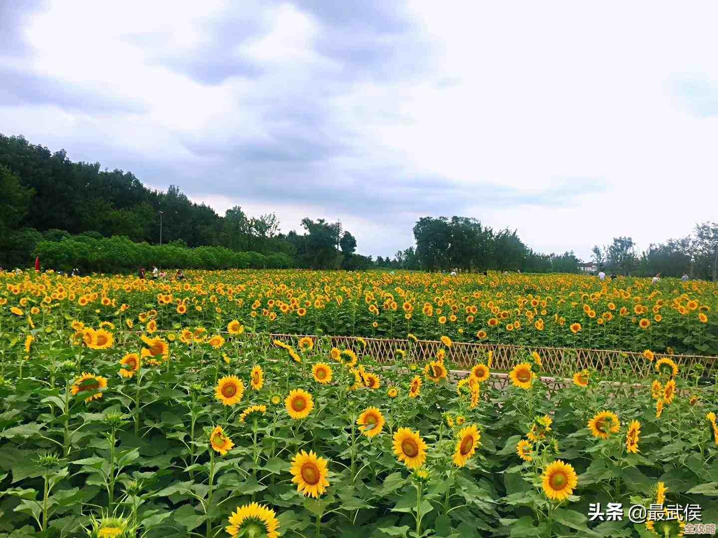 保卫向日葵里的西瓜巨人植物图鉴，长相打法就这儿翻一翻.
