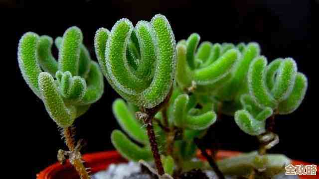 辐射4等级表那些属性到底怎么取舍.近战还是偷袭先点啥