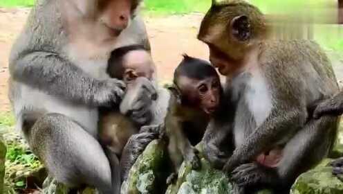 A站倒闭了，那些曾经热闹的“猴子们”突然没地方聚集了，感觉像失去了家一样