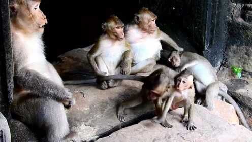 A站倒闭了，那些曾经热闹的“猴子们”突然没地方聚集了，感觉像失去了家一样