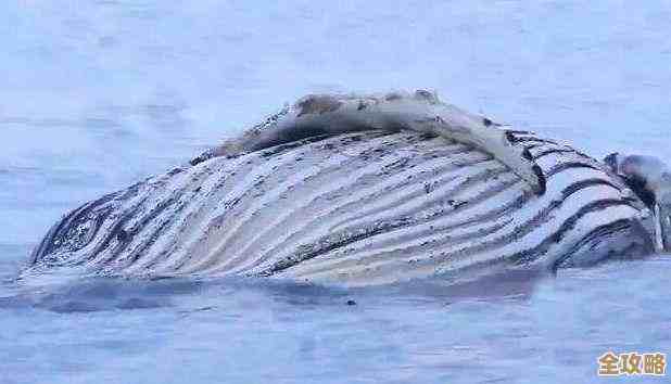 别急着选答案，这几种鲨鱼里谁能跳出海面还真有玄机