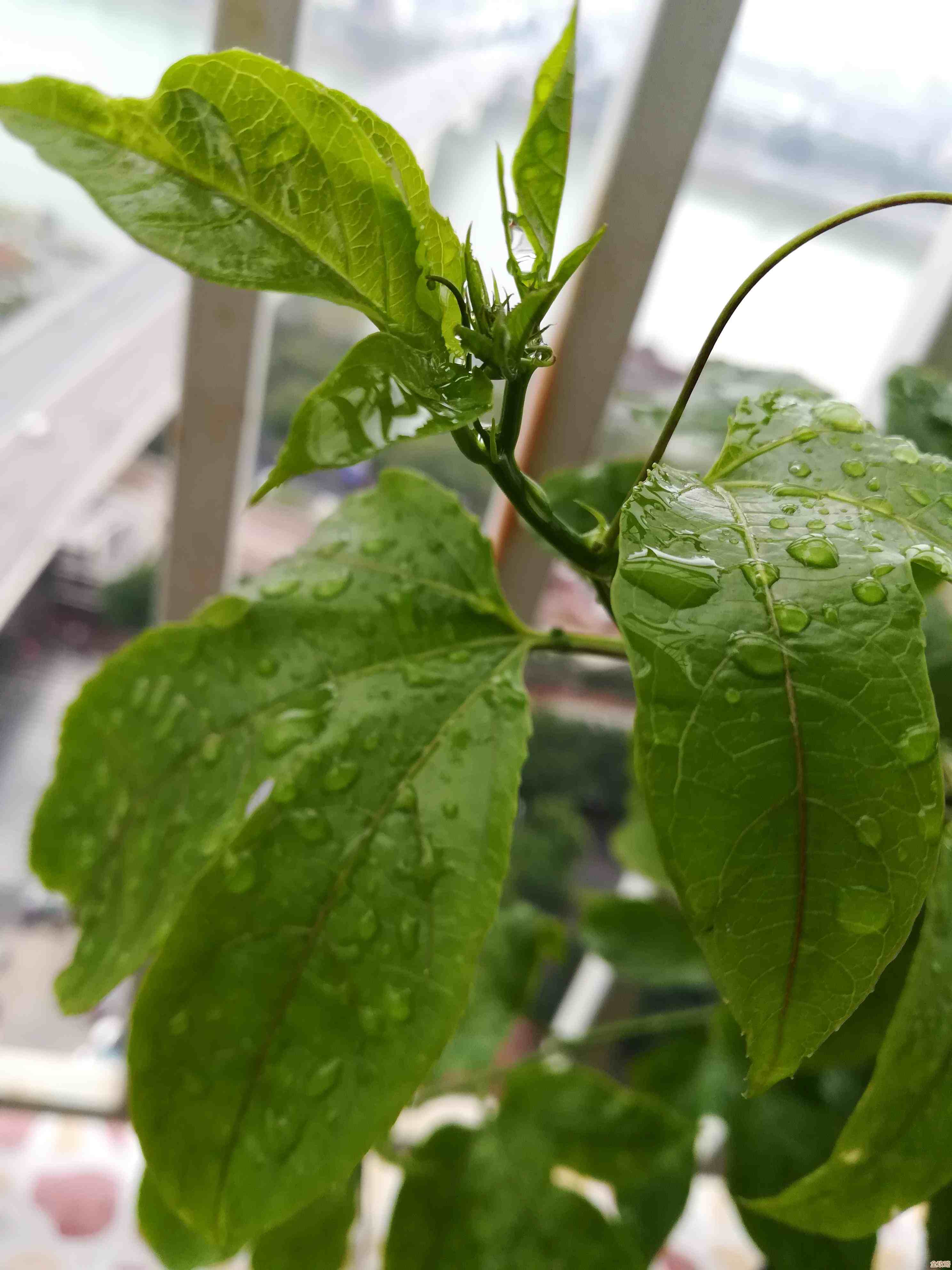 无限暖暖纪念山地宝箱攻略：灵感露珠、设计图藏在哪儿