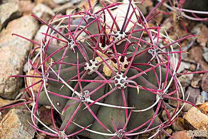 奇异园艺植物图鉴大全里那些稀奇古怪的品种和养护小窍门