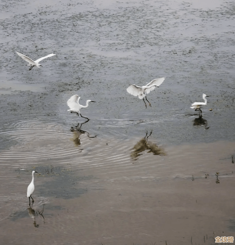 烟雨江湖里白鹭和沙孤兰怎么挑…我随便讲两句