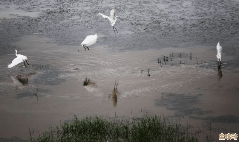 烟雨江湖里白鹭和沙孤兰怎么挑…我随便讲两句