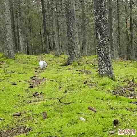 喵眼精灵里个人二维码快速生成小技巧，跟着来